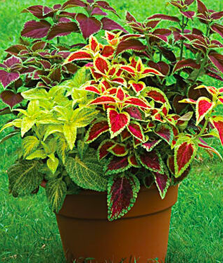 Coleus