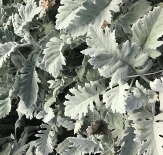 Dusty Miller
