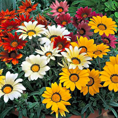 Gazania