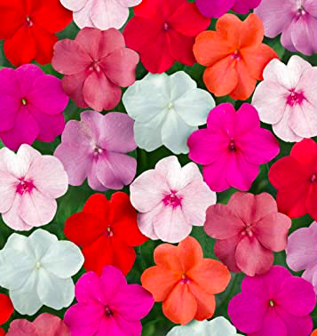 Impatiens