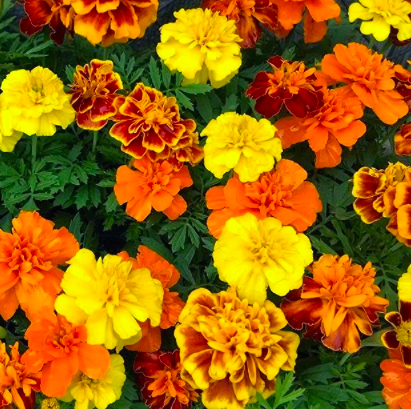 Marigolds
