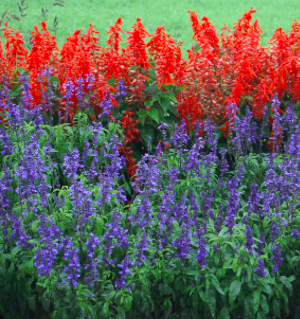 Salvia