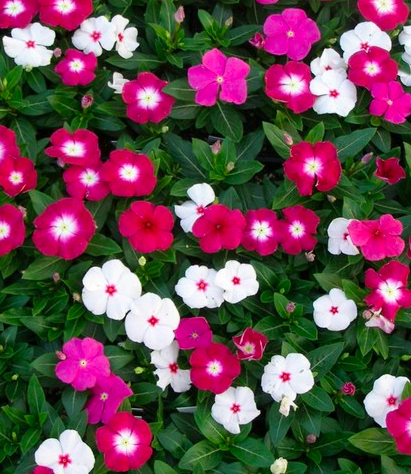 Vinca