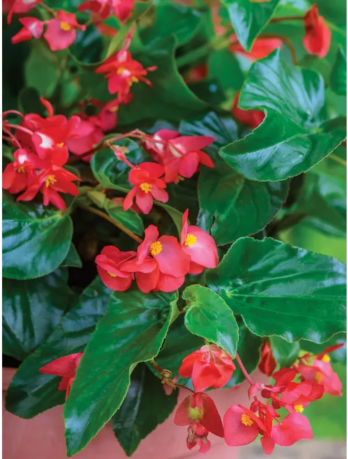 Dragon Wing Begonia