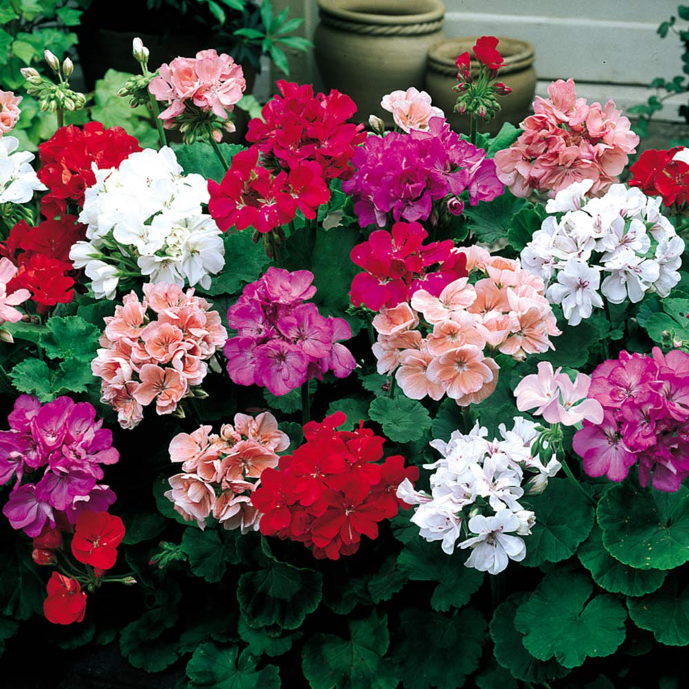 Geraniums