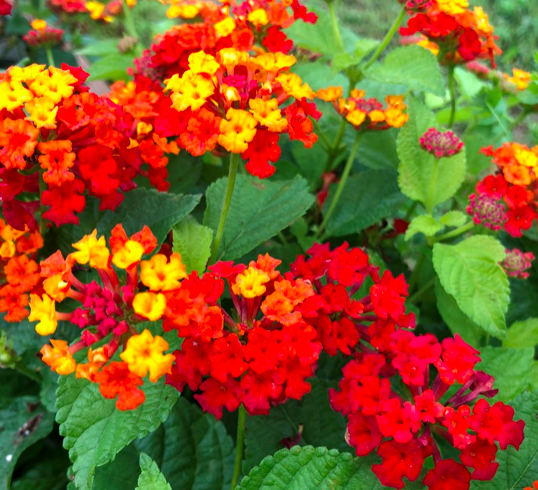 Lantana