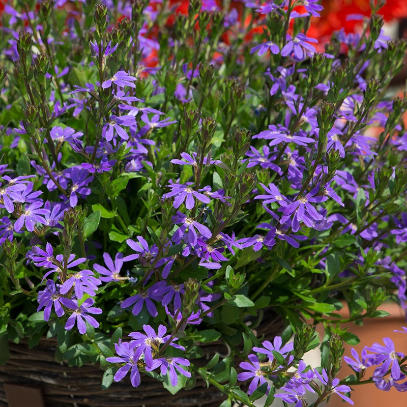 Scaevola