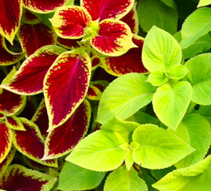 Sun Coleus