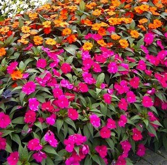 Sun Patiens