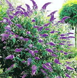 Butterfly Bush