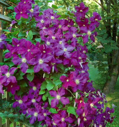 Clematis