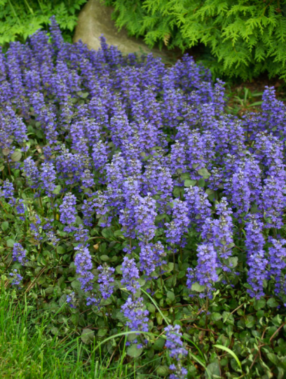Ajuga