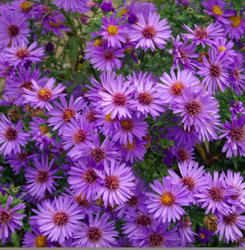 Aster
