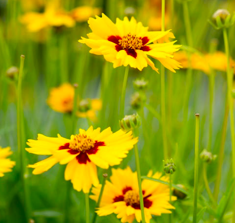 Coreopsis