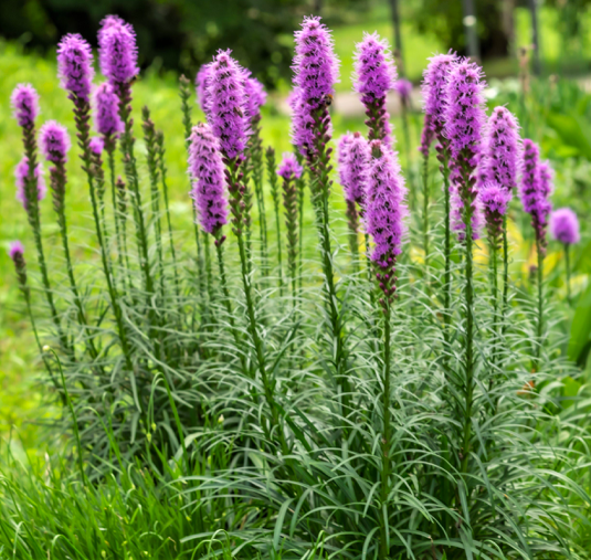 Liatris