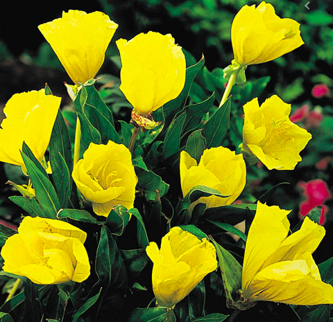 Missouri Primrose
