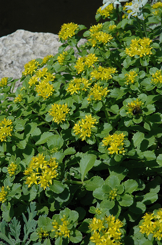 Sedum