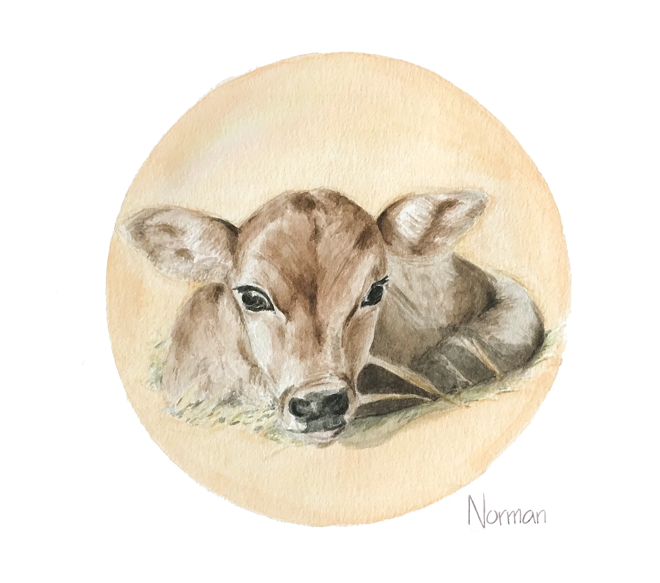 Norman the Calf