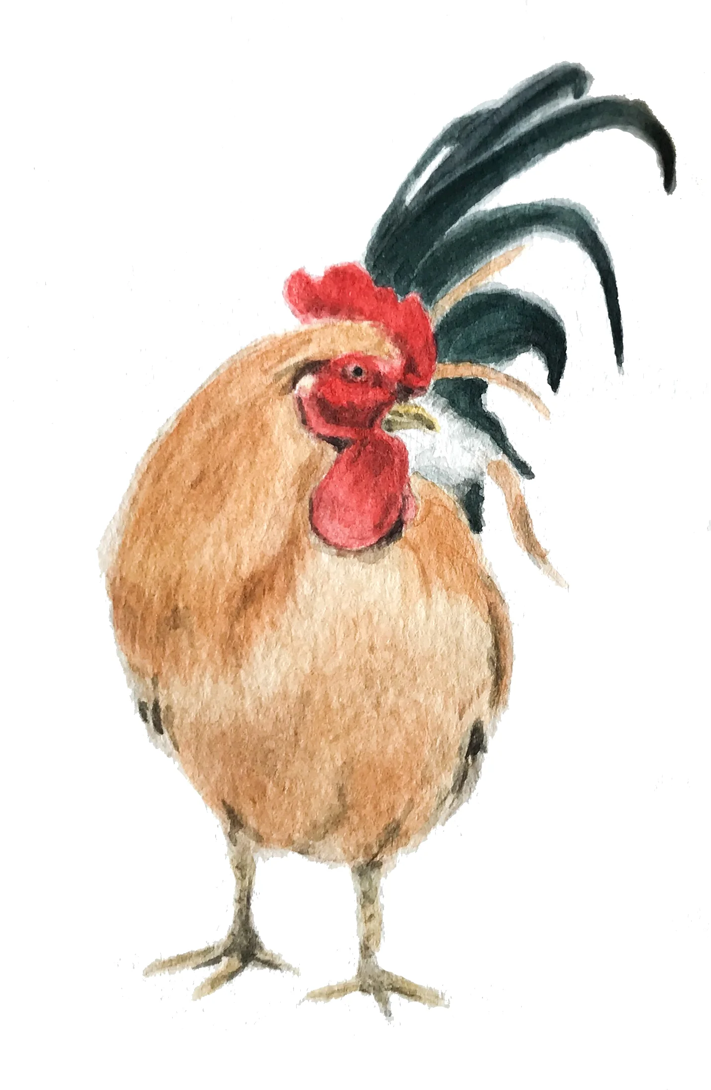Bantam