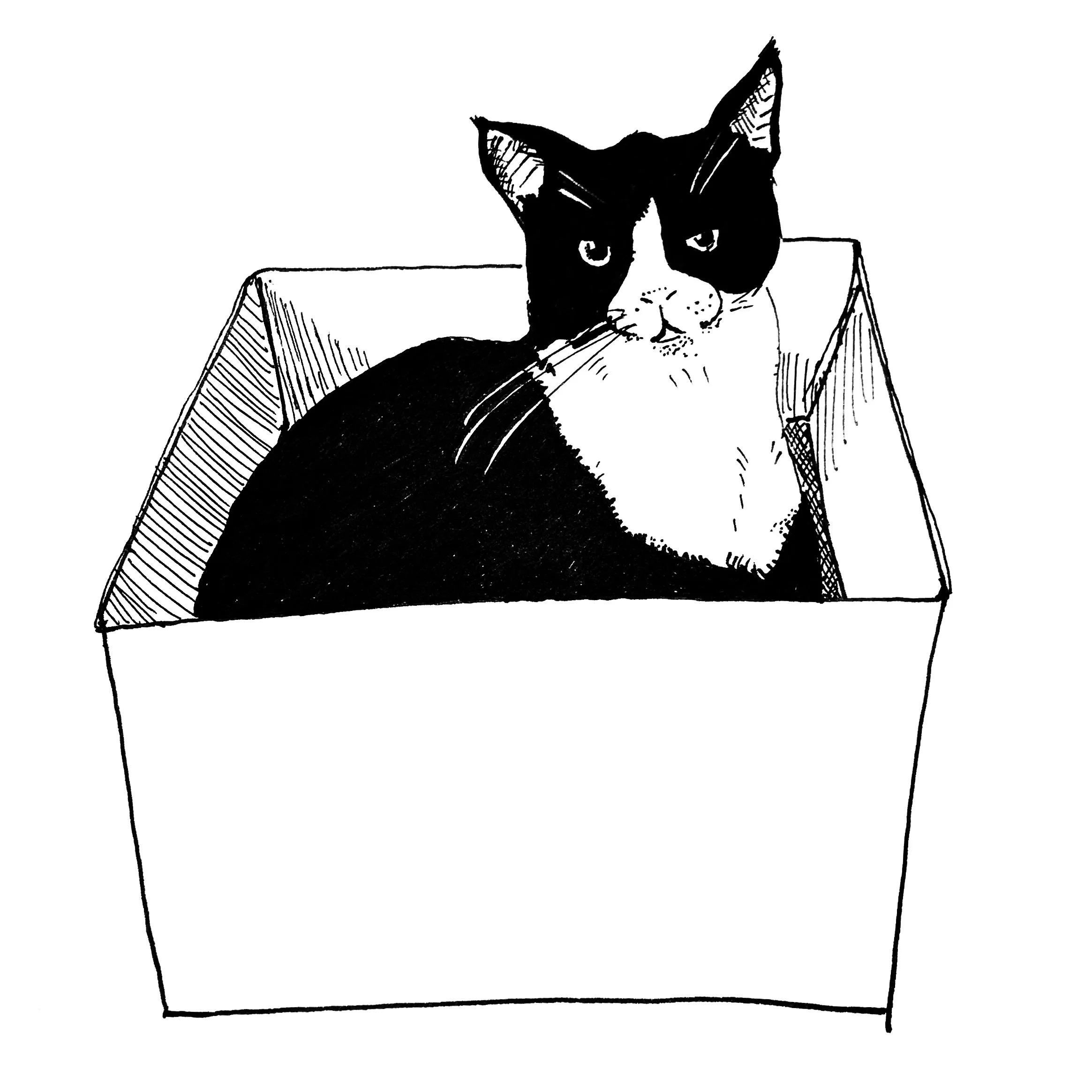 Alfie in the Box
