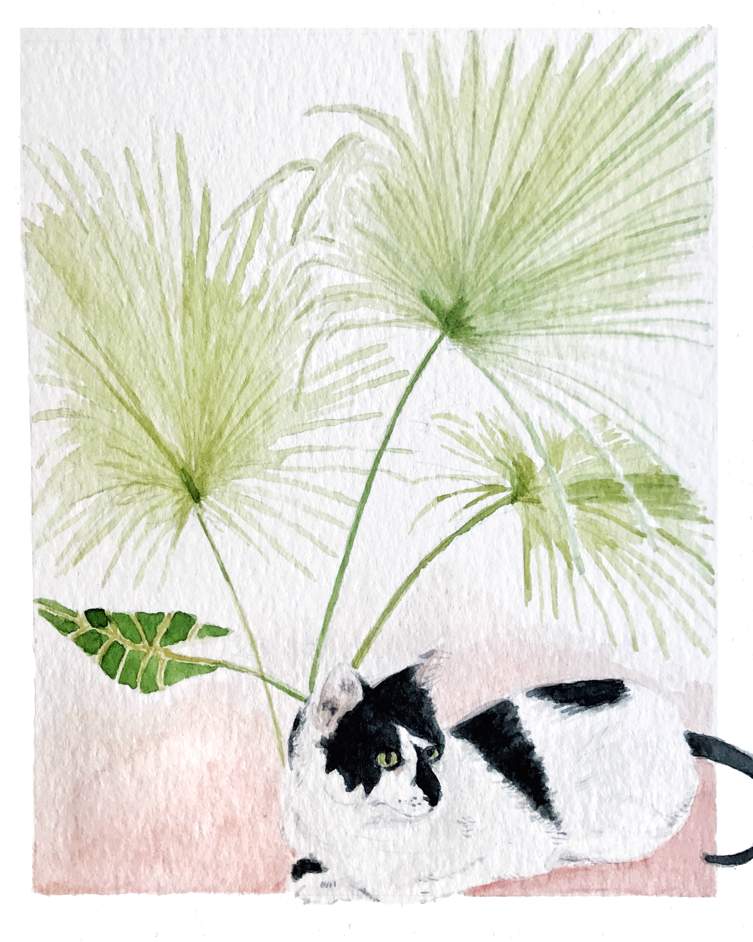 Mačka with Palms