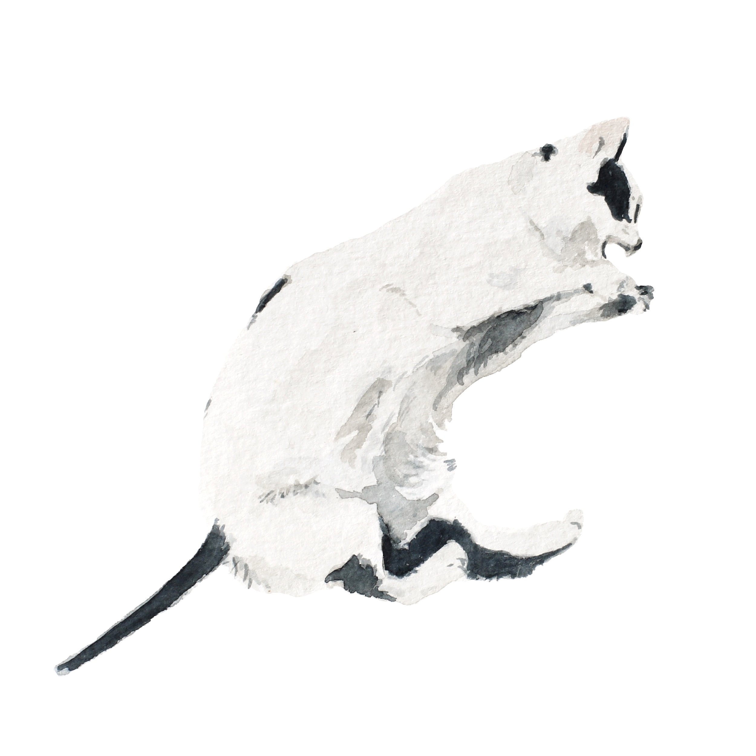 Mačka (freehand painting)