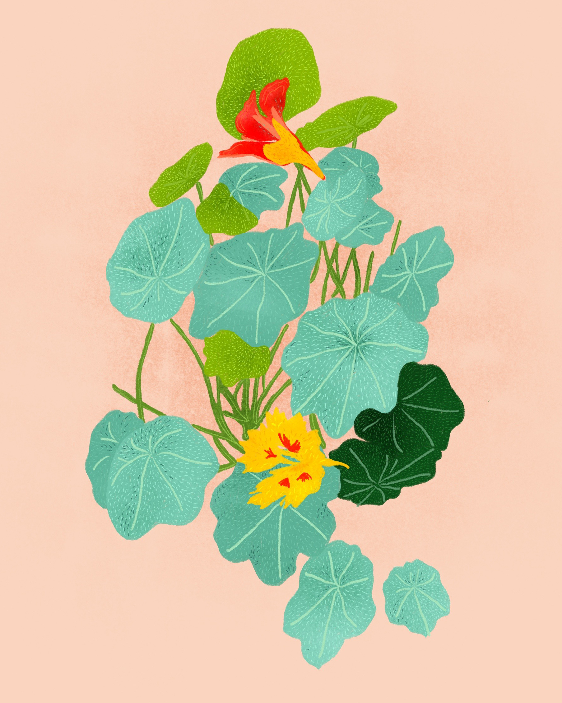 Nasturtiums.jpg