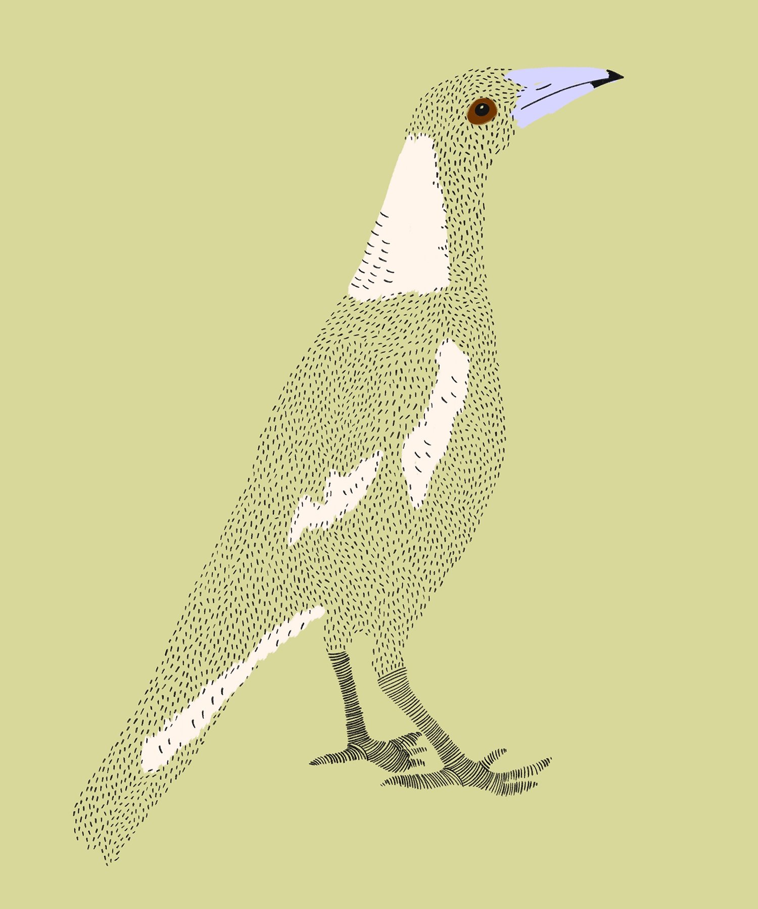 magpie.jpg