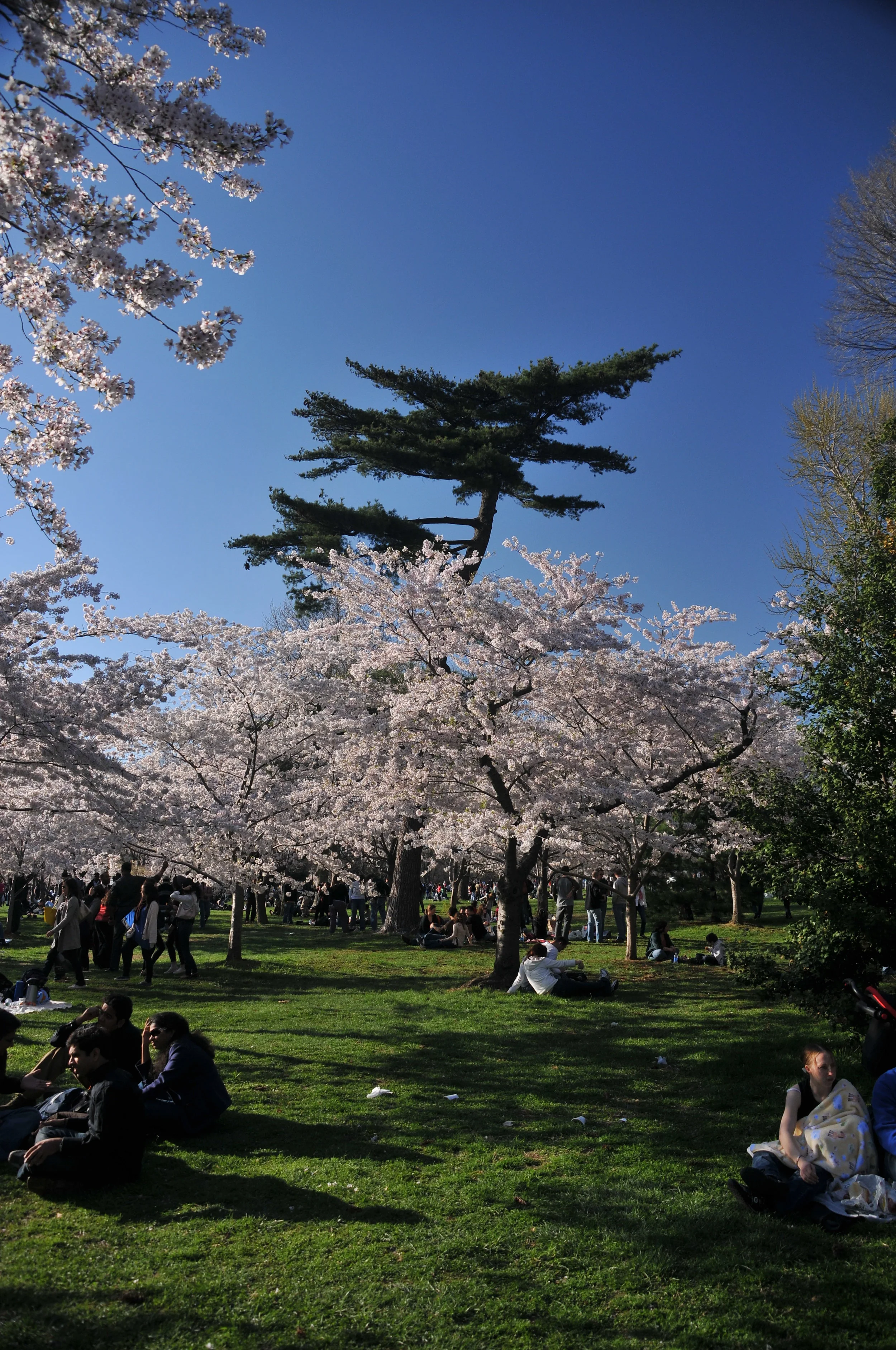 CherryBlossom'09 169.jpg
