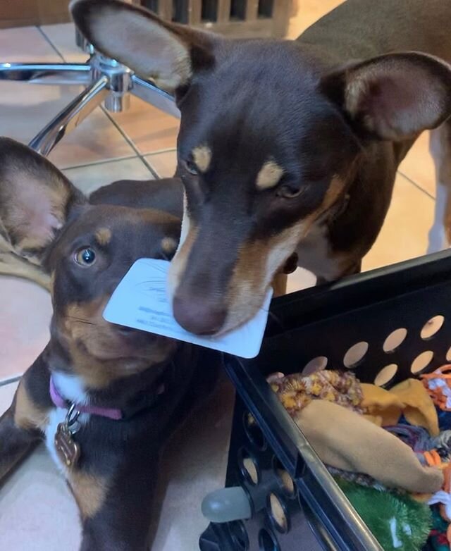 Remember to call us next time for your next remodel or ROOF 🐶