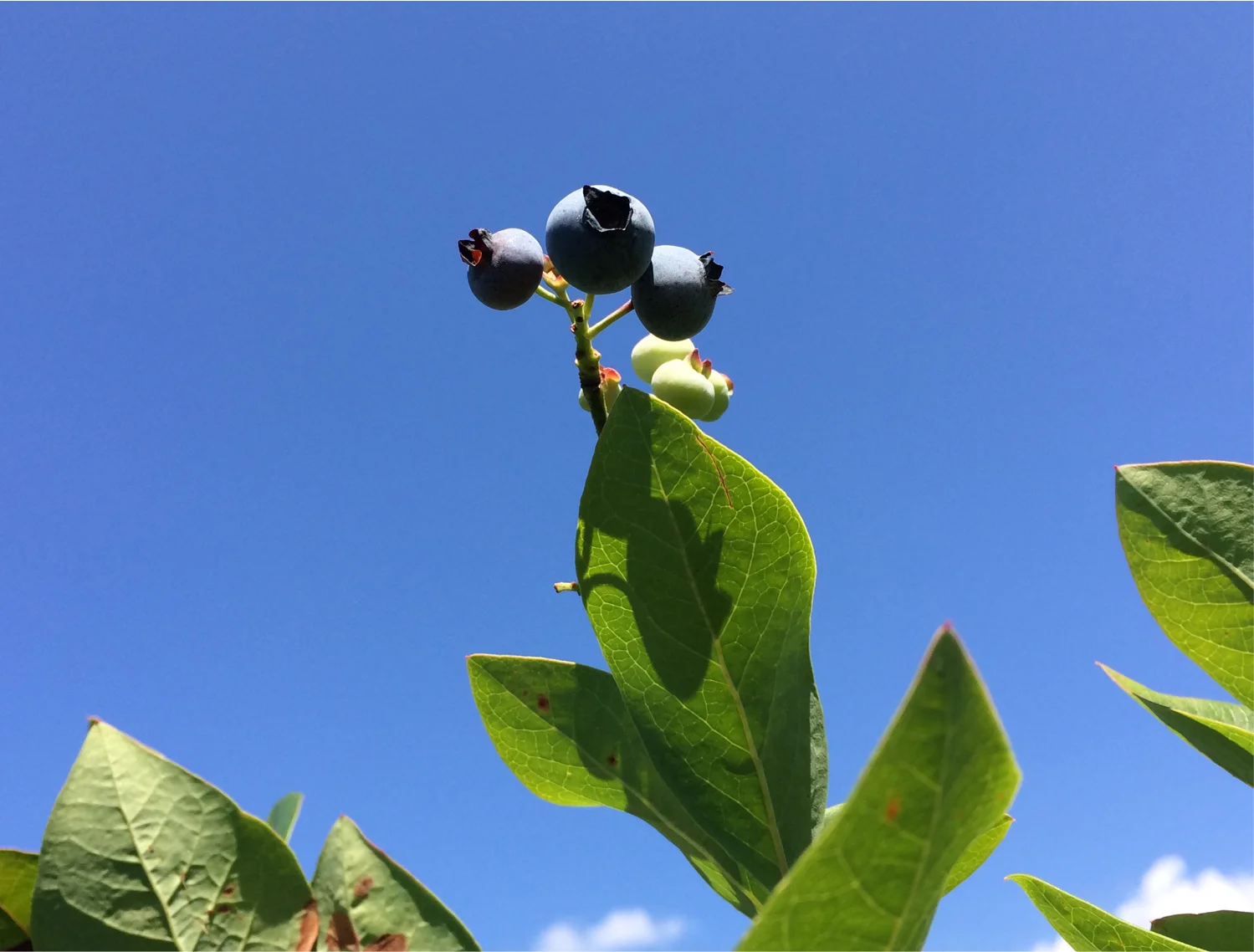 blueberry.jpg