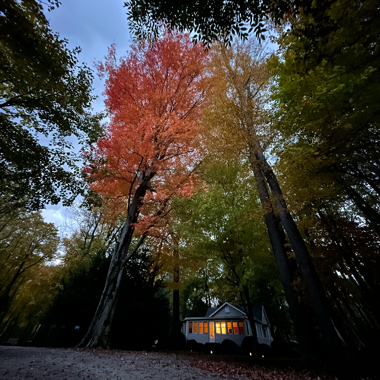 Red Arrow Photo album FallColorsCottage.png