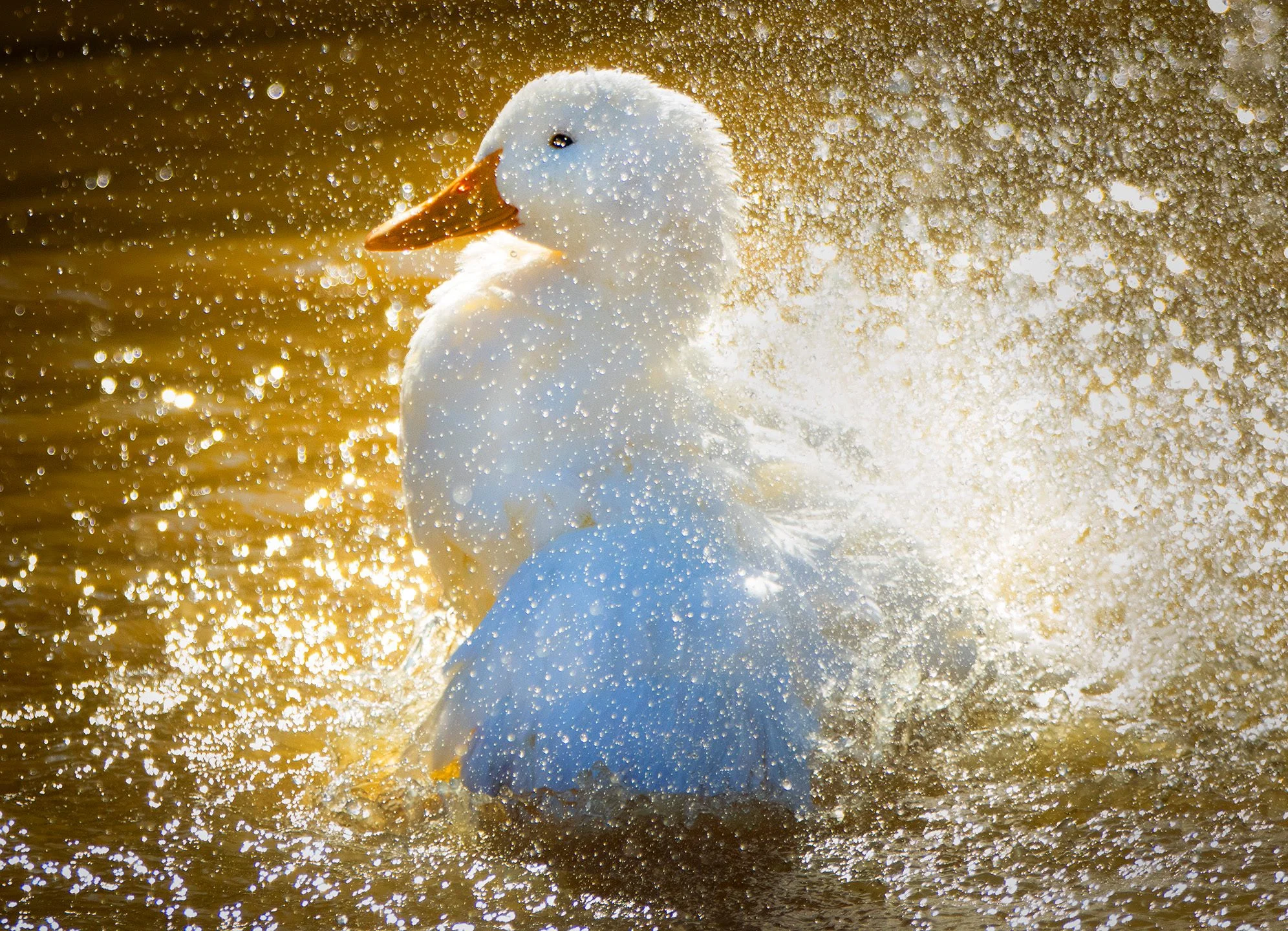 Carolina Waterfowl Rescue