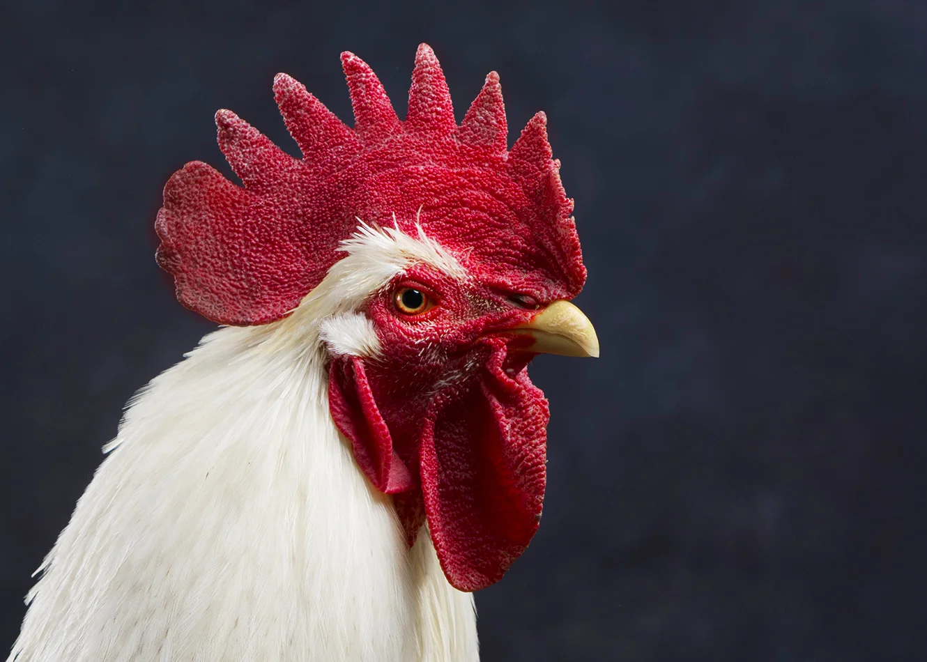 Carolina Waterfowl Rescue