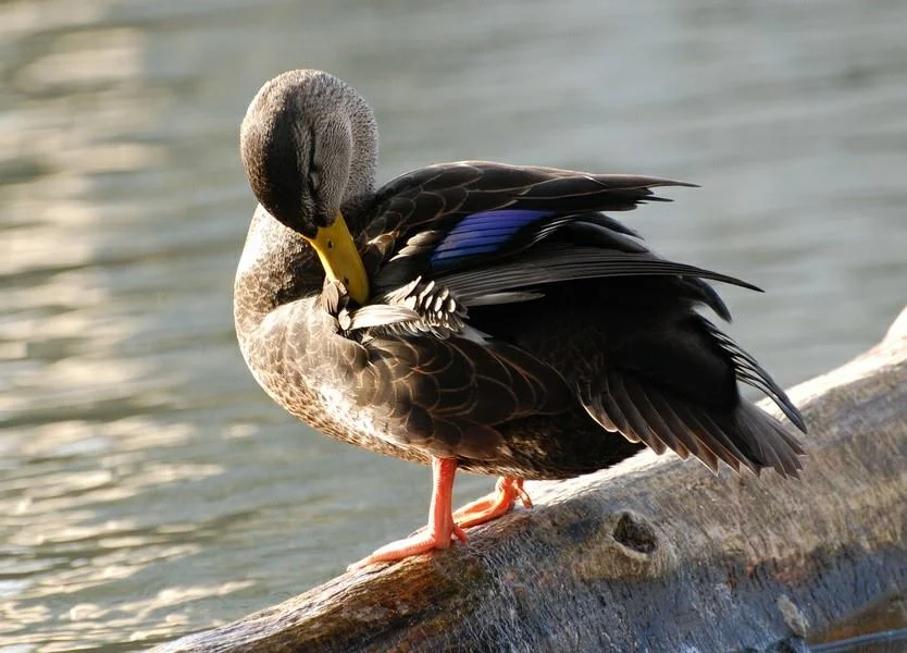 Carolina Waterfowl Rescue