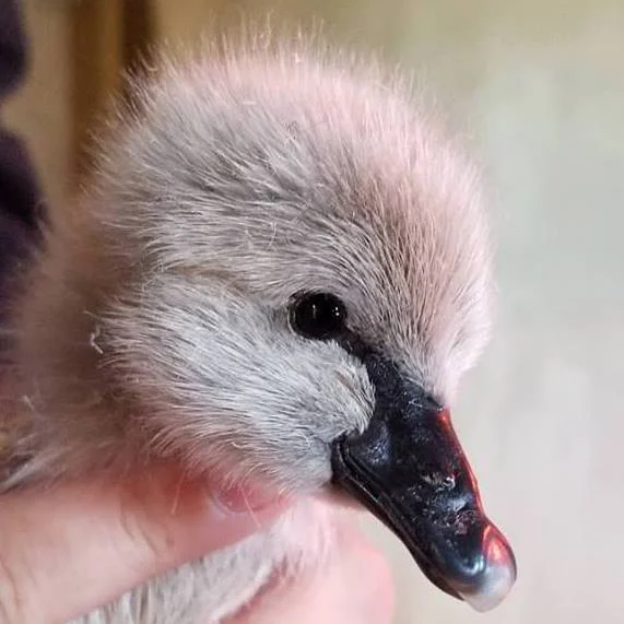 Carolina Waterfowl Rescue