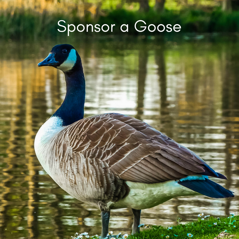 Sponsor a Goose (Copy)