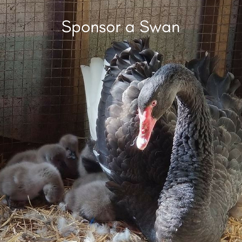 Sponsor a Swan