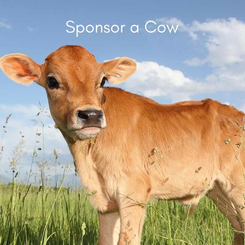 Sponsor a Cow