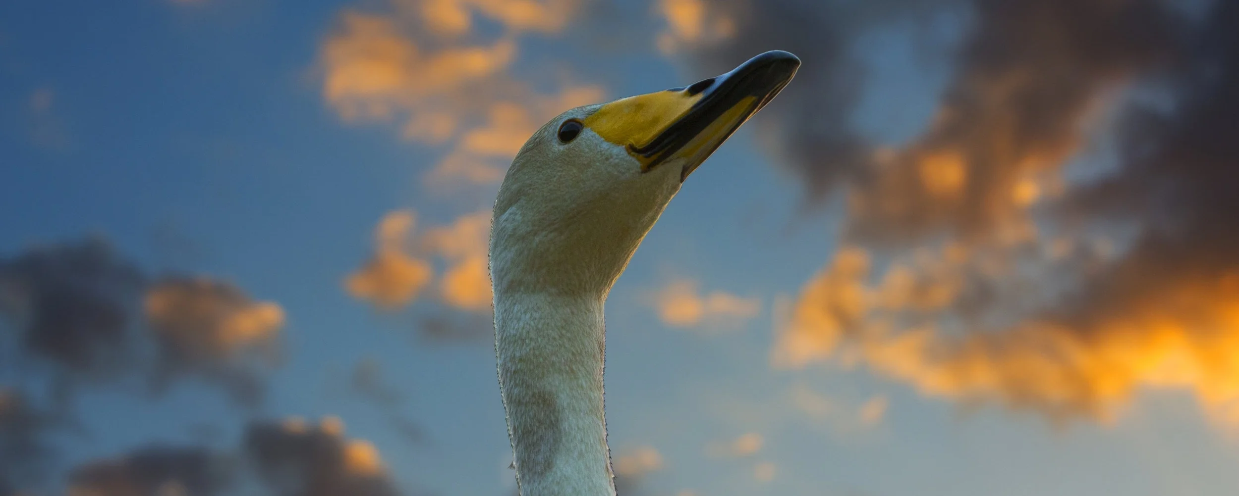Carolina Waterfowl Rescue