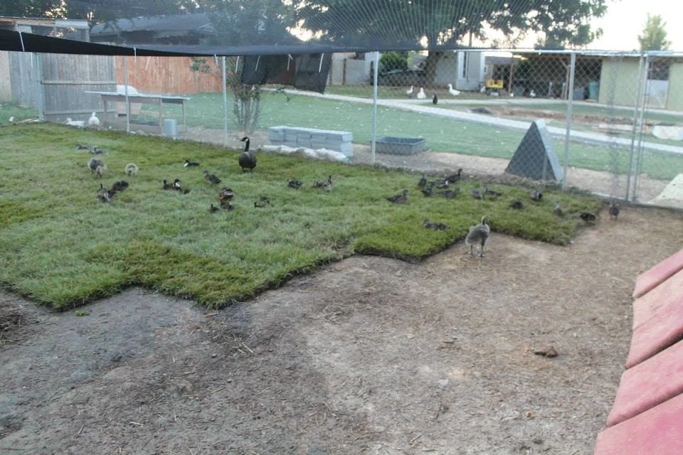 sod aviary.jpg