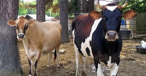 cow2.jpg