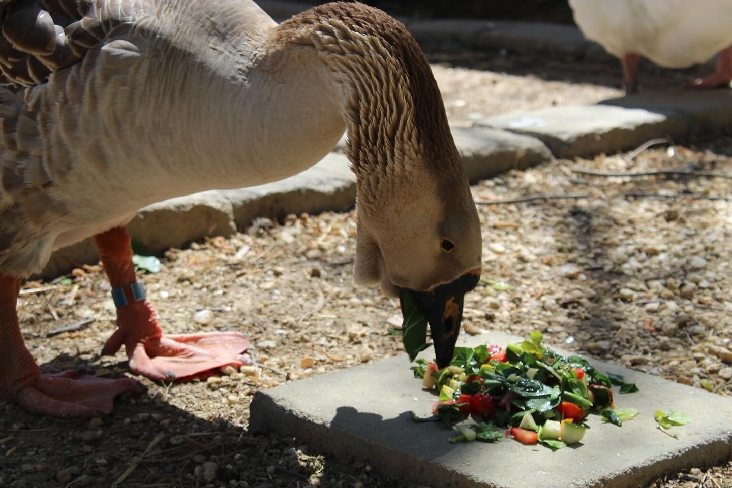 The smell of freshly diced bell pepper and chopped cilantro, some juicy tomatoes spilling over the top of the cutting board&hellip; who&rsquo;s busy behind the board at Carolina Waterfowl Rescue?

During this #VolunteerAppreciationWeek, we can say wi