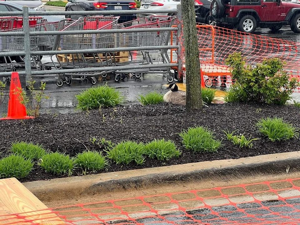 Kudos to This Costco in Orlando Park, IL for blocking off a section of the busy parking lot to accommodate a momma goose who is nesting nearby. Thank you @costco