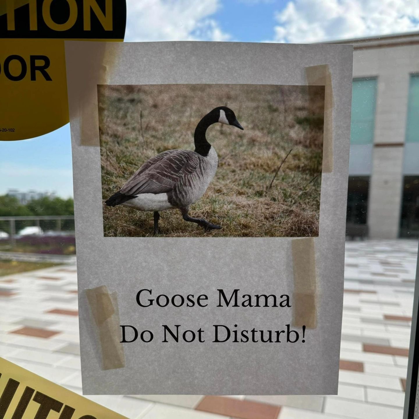 Huge shout out to CPCC for also making an effort to protect our wildlife.

Central Piedmont Community College (CPCC) 

From cpcc employee:
Central Piedmont Community College-we are protecting our momma goose! She's been up there on the roof garden fo