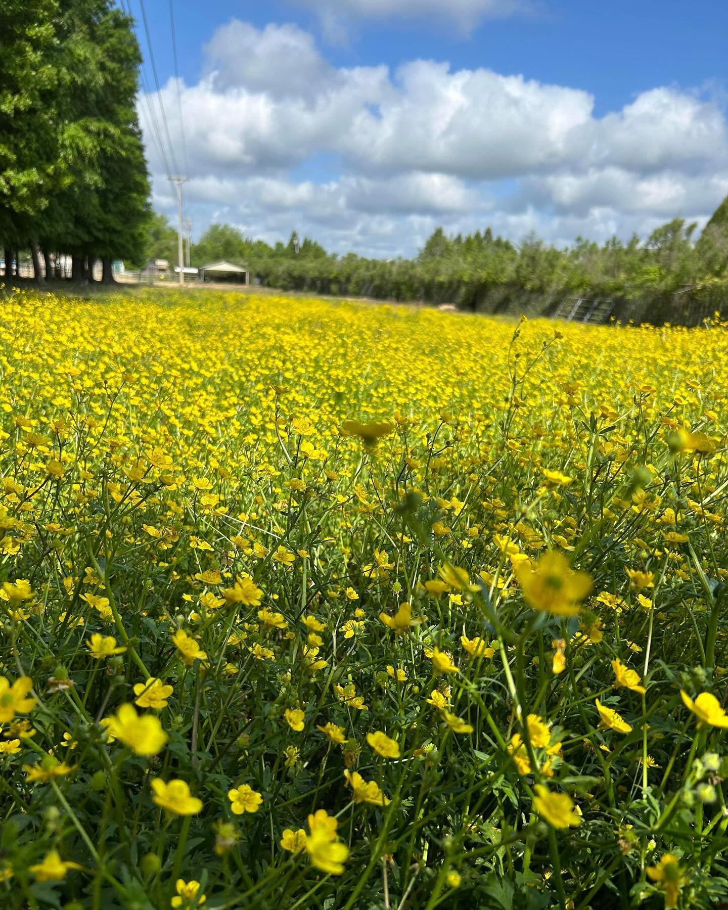 REMINDER 🌼✨ Open Volunteer Project Day this upcoming Saturday May 4 at CWR!!

This is a monthly volunteer day on the first Saturday of each month open to the general public! You do not have to be a regular volunteer to attend. Minimum age is 16 or 1