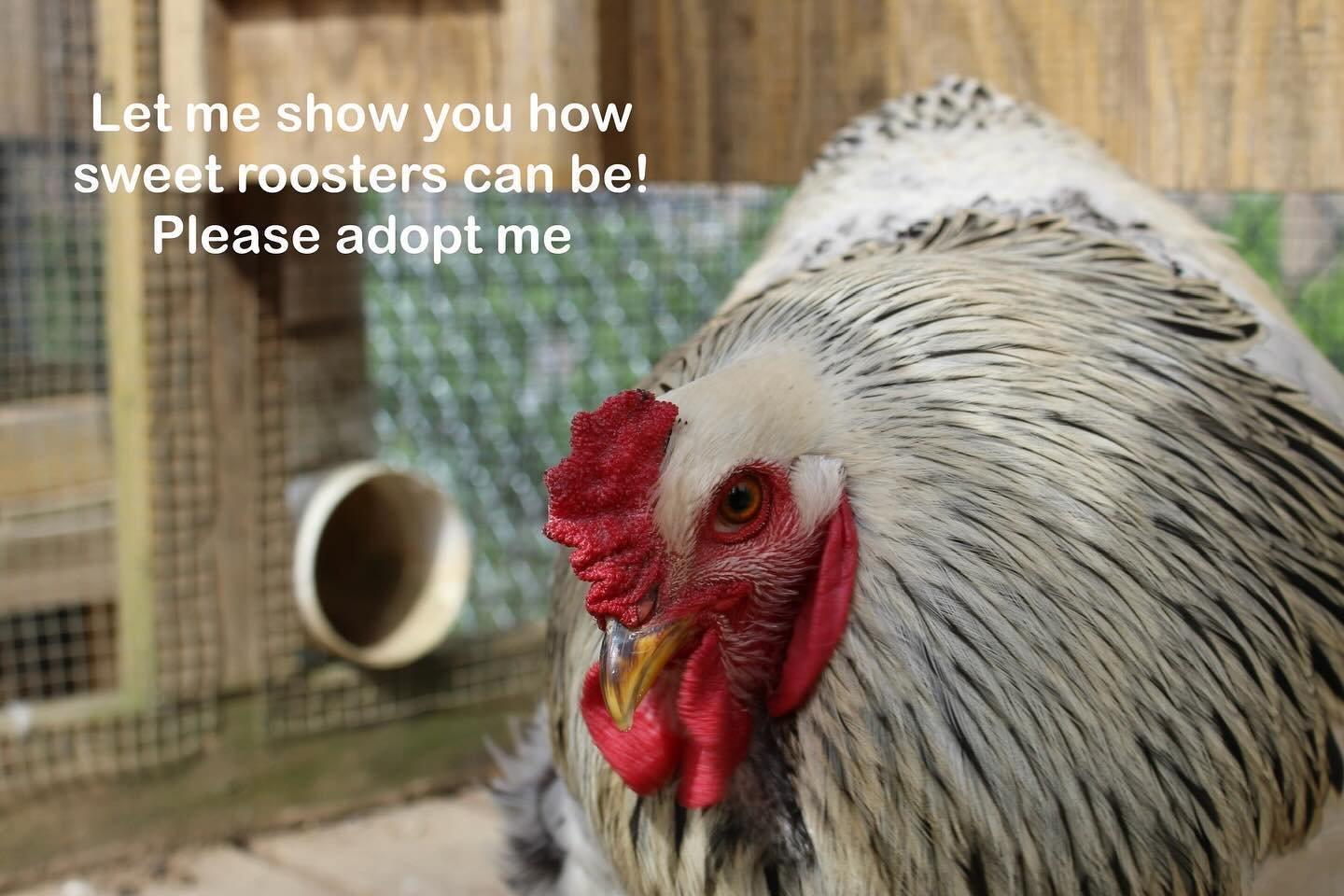 Courageous. Fierce. Loyal. Roosters are all these things and more. 

Carolina Waterfowl Rescue (501c3) in Indian Trail, NC has an abundance of gorgeous roosters for adoption, each truly handsome and eye-catching in their own way. They are all rescues