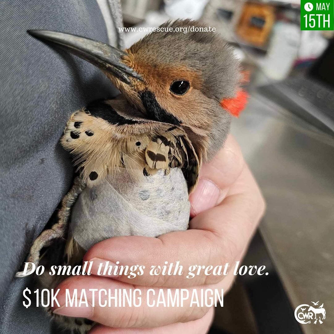 Animals in crisis looked after by the professionals at Carolina Waterfowl Rescue 🩺. Be a lifeline for these animals with a donation! Your donation by May 15 will be DOUBLED thanks to a generous $10K match from an anonymous donor. CWR cares for all t