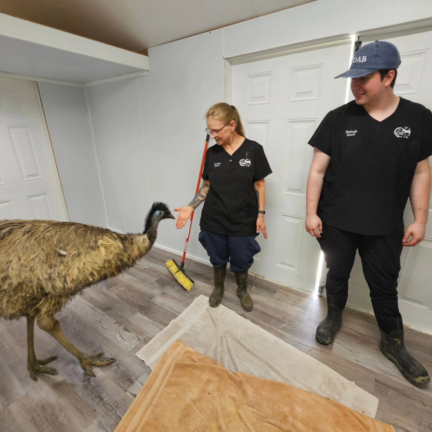 How do you take radiographs on an emu? Very carefully!

We are so grateful for the grant we received in order to purchase the XRay machine.  CWR has made great strides in improving our patient care, and radiographs onsite mean that animals do not hav