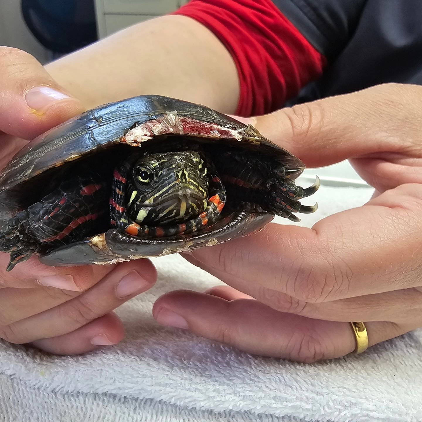 Turtles are out and about especially after it rains.  With all the storms in the area, turtles are being run over in record numbers. 

 Please make sure you are watching the road.  Turtles that appear gravely injured can still be alive and may take d